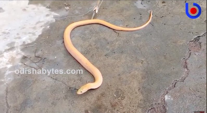 WATCH: After Crocodile Rumours, Huge Snake Spotted In Delhi As Yamuna  Continues To Overflow | Delhi News, Times Now