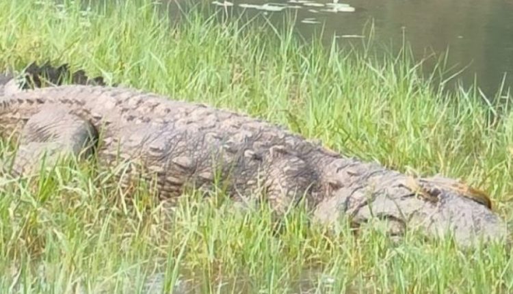 Crocodile On River Banks Sparks Panic Among Villagers In Odisha’s 