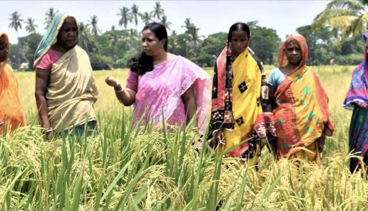 Odisha Scientist Swati Nayak Wins Norman Borlaug Field Award 2023; Know ...