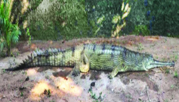 Giant Gharial Rescued From Sea Near Balasore Brought To Nandankanan In ...