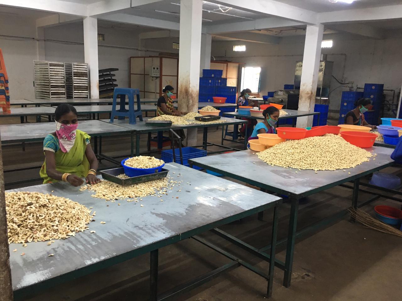 Odisha Cashew Processors Urge Govt To Increase Cultivation, Include Cashew In MDM & Treat Cashew Processing Workers On Par with Tendu Leaf Pluckers