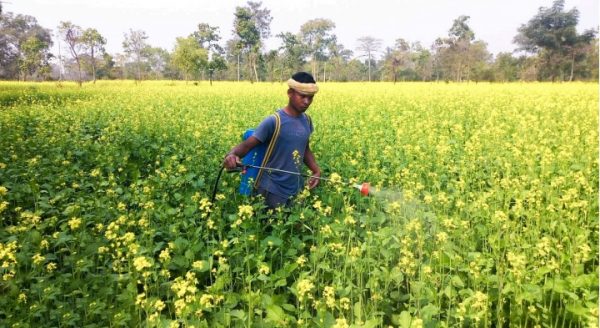 pesiticide in rabi crop
