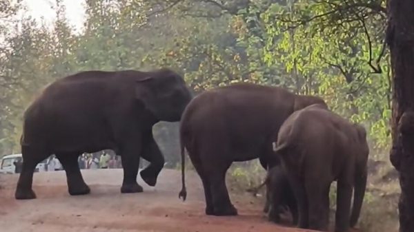 elephant herd on NH road