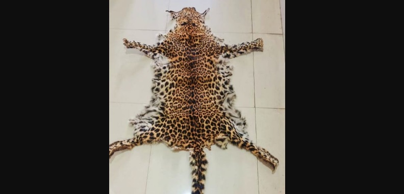 Leopard Skin Seized