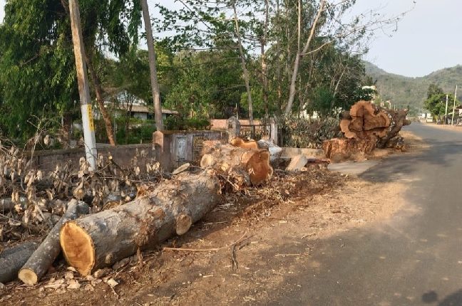 Felling Of Over 100 Trees For Road Works Sparks Resentment In Odisha's ...