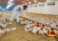 Bird flu state of emergency in California