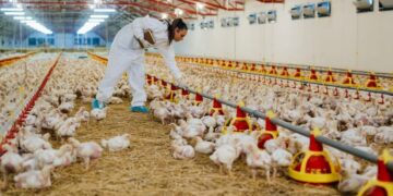 Bird flu state of emergency in California