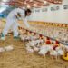 Bird flu state of emergency in California