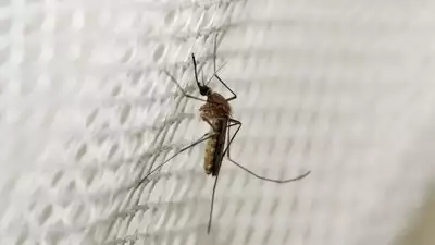 Malaria down in India